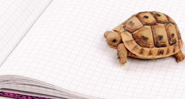 Turtle posing series