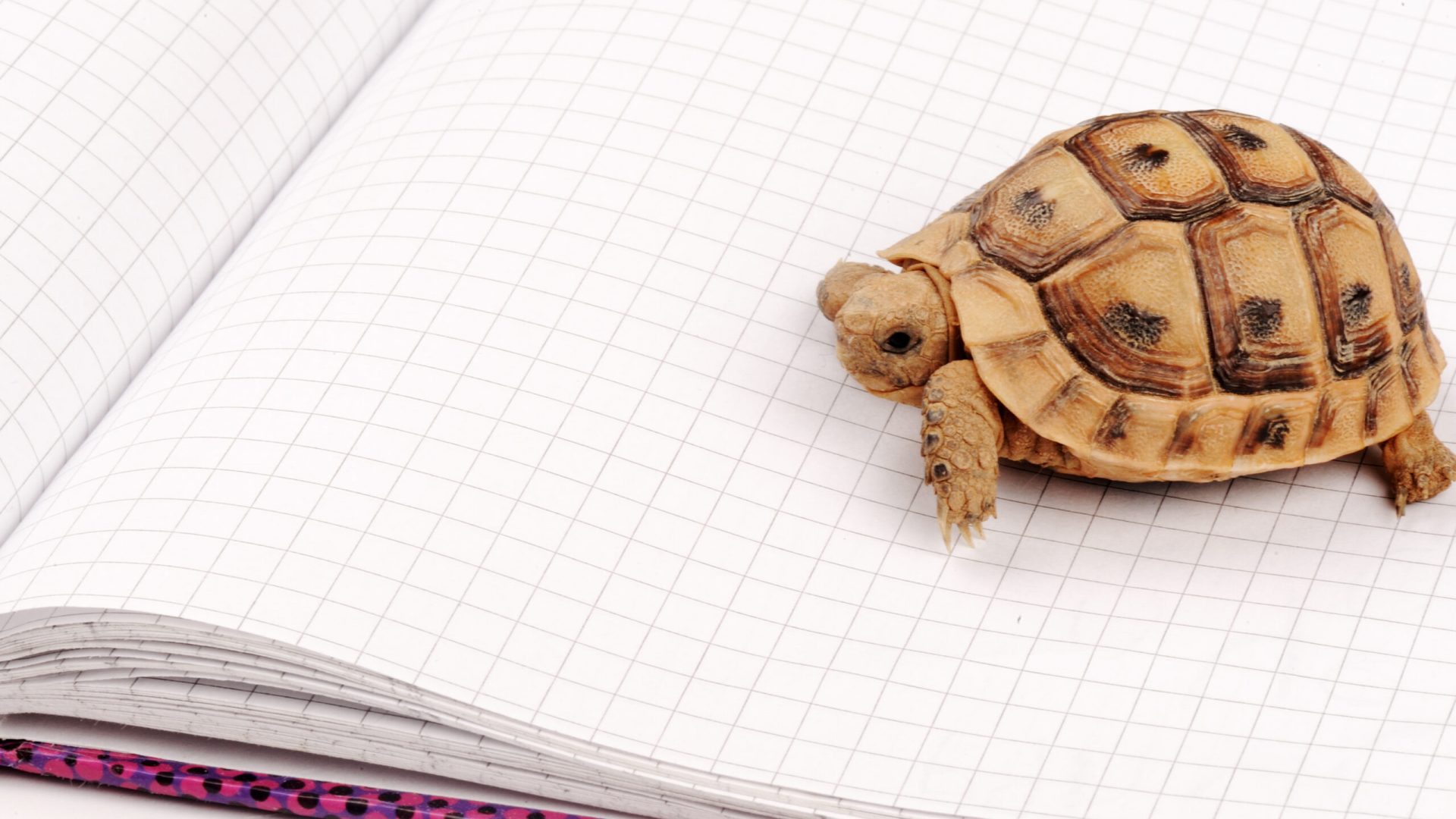 Turtle posing series